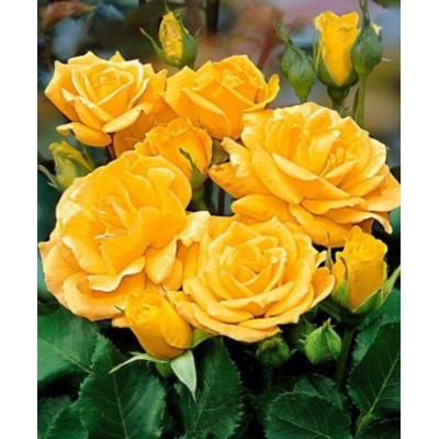 Саженец Роз Флорибунда "Артур Белл" Саженец Роз Флорибунда "Артур Белл"